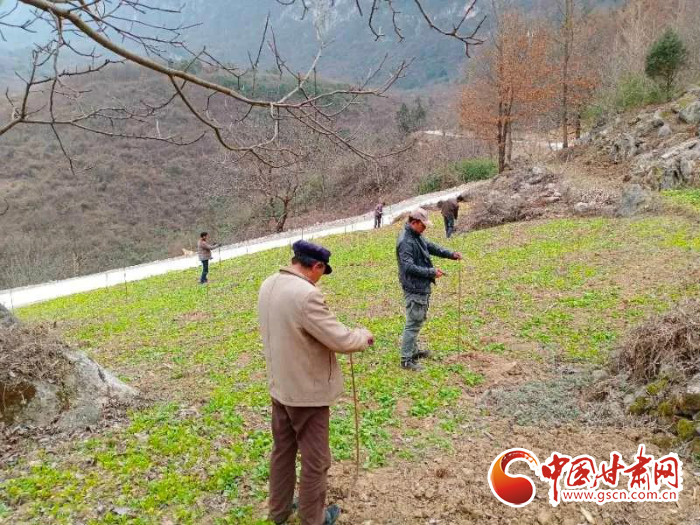 【甘肅全民戰(zhàn)“疫”】戰(zhàn)“疫”中，隴南稻坪的春天