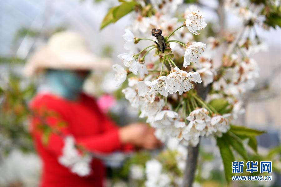 甘肅天水：致富產(chǎn)業(yè)助農(nóng)民家門(mén)口就業(yè)增收