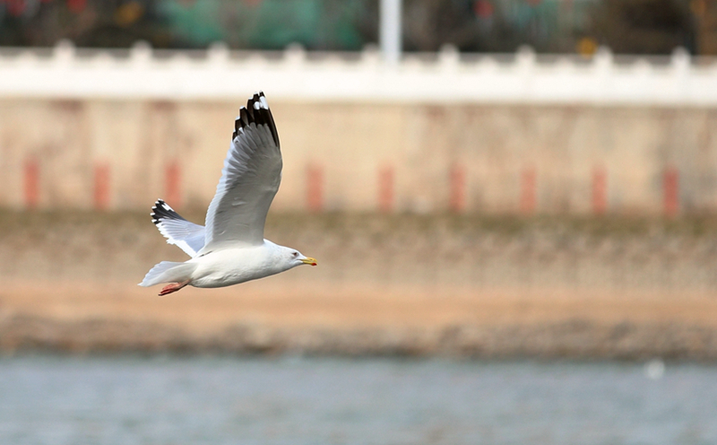 【春暖花開(kāi)】黃河蘭州段：水鳥(niǎo)翔舞水云間