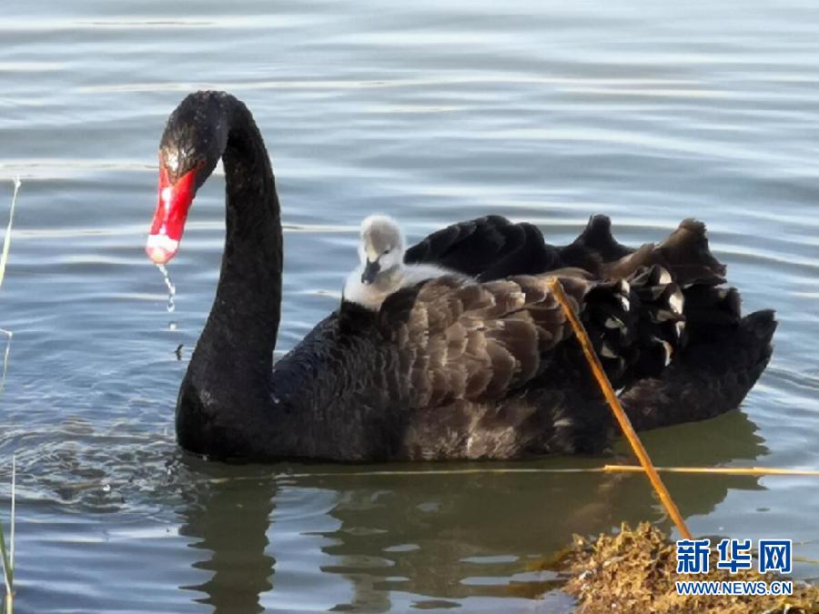 萌化了！黑天鵝寶寶出窩“游湖”