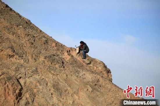 圖為敦煌“80后”畫(huà)家張杰龍?jiān)诙鼗腿Ｉ嚼锊杉V石顏料。(資料圖)受訪者供圖