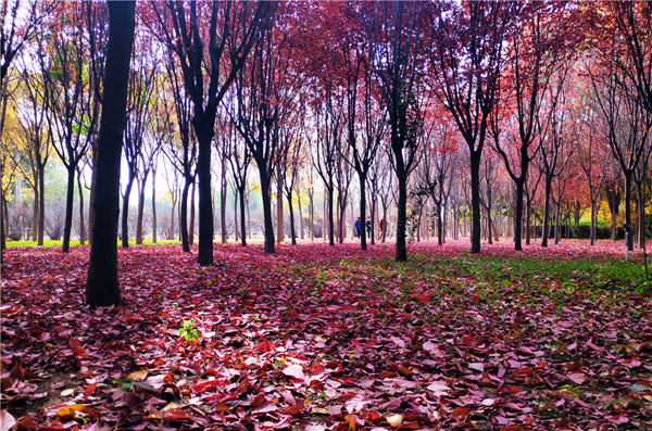 【“醉”美深秋 】深秋，請到蘭州這片紅葉林里走走
