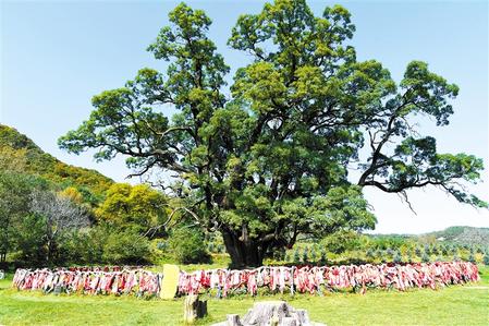 古樹(shù)“大觀園” 名木看崇信