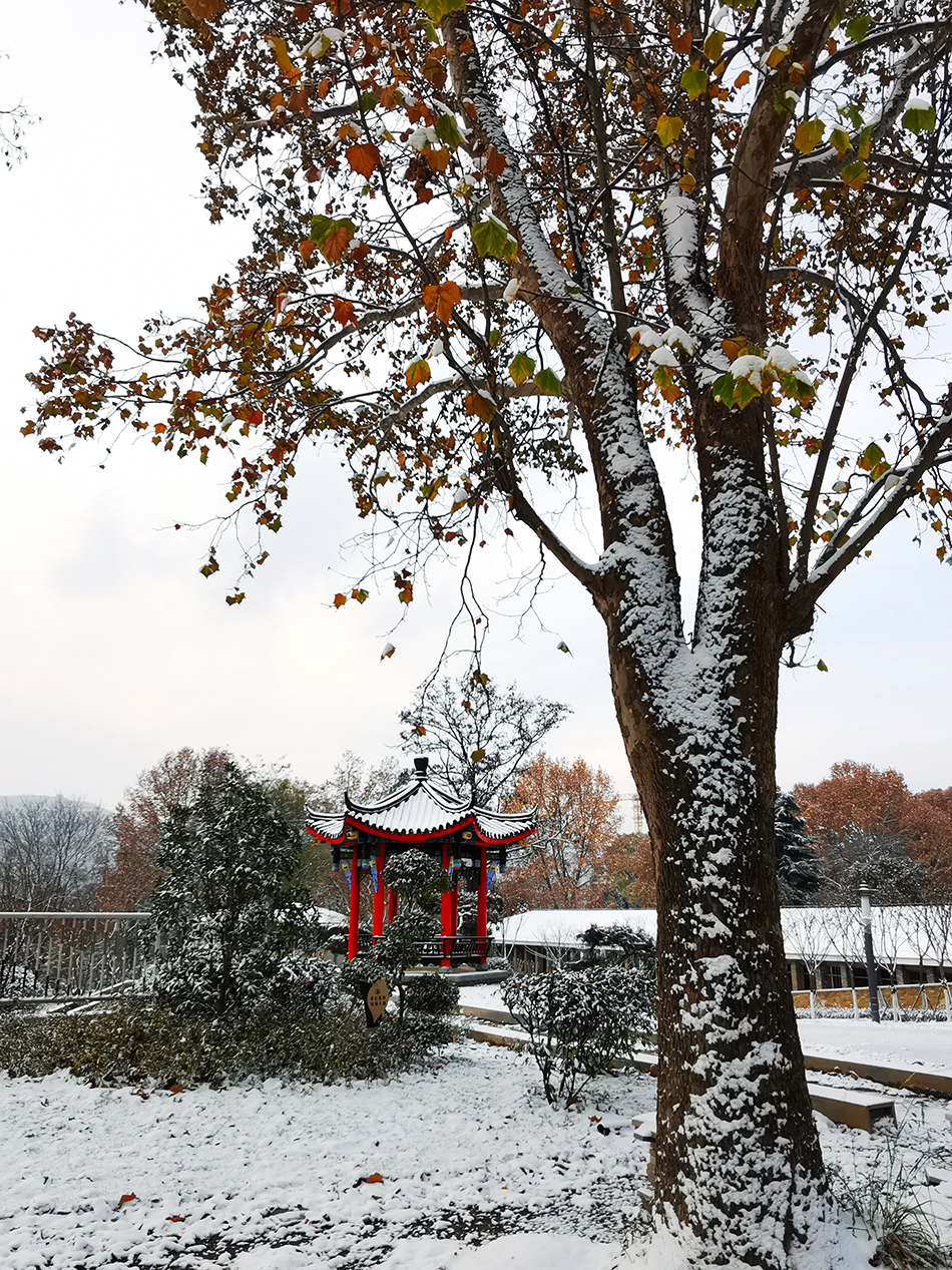 高清大圖|天水弘文園初雪，你喜歡嗎？