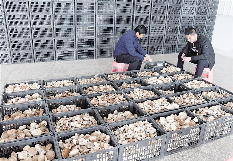 食用菌產業(yè)“菇”舞人心——臨夏州東鄉(xiāng)縣那勒寺鎮(zhèn)易地扶貧搬遷后續(xù)產業(yè)園食用菌種植基地見聞