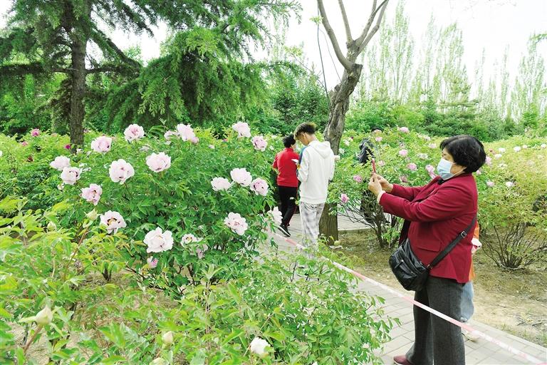 臨夏市北濱河路60里牡丹長廊里不同品種、顏色各異的牡丹花爭奇斗艷