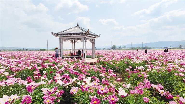 臨夏州鄉(xiāng)村振興示范村江牌村——芍藥花海引客來(lái) 農(nóng)旅融合促振興