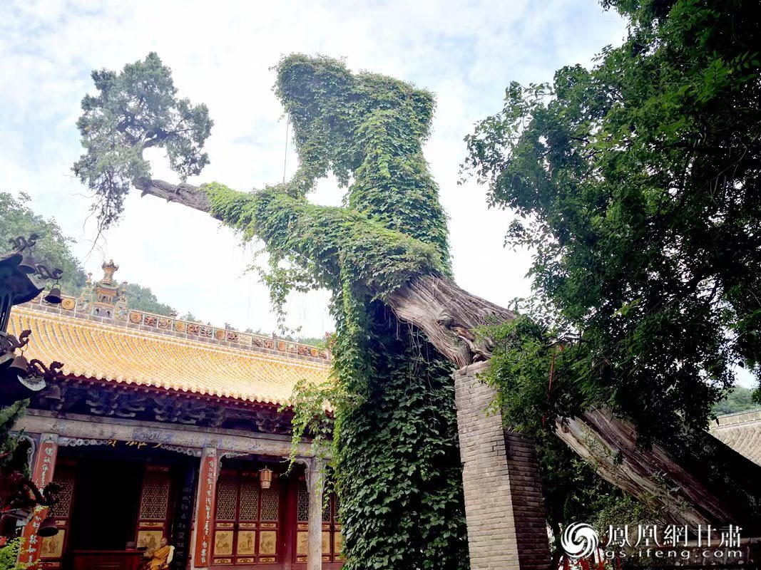 “山頭南郭寺，水號北流泉。老樹空庭得，清渠一邑傳?！倍鸥υ娭械摹袄蠘洹?，指的就是這株春秋古柏，為南郭寺的“鎮(zhèn)寺之寶”。胡江 攝