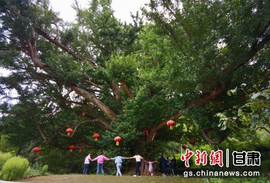 隴南徽縣境內(nèi)最古老的銀杏樹(shù)。當(dāng)?shù)貍髡f(shuō)，它已有千年樹(shù)齡。（資料圖）殷春永 攝