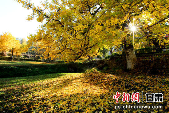 隴南徽縣銀杏樹(shù)最美的時(shí)候，當(dāng)屬每年的10月至11月。圖為樹(shù)葉已染黃的銀杏樹(shù)。張承榮 攝