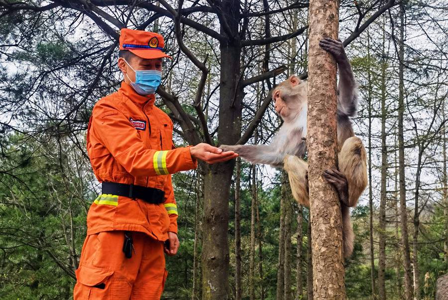 【甘快看】嗨！你好！甘肅隴南森林消防員巡護(hù)途中偶遇野生獼猴群