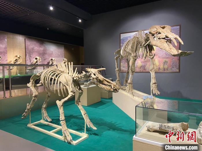 圖為5月底，和政縣古動(dòng)物化石博物館內(nèi)修復(fù)后的古生物化石?！「哒?攝