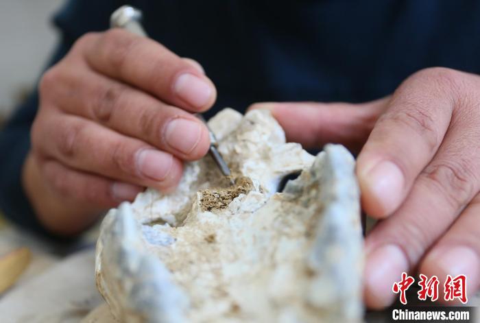 2022年6月，在和政古動(dòng)物化石博物館內(nèi)，古生物化石修復(fù)師對化石進(jìn)行修復(fù)。(資料圖) 高展 攝