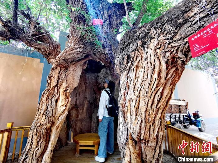 青海海東市阿河灘地質(zhì)文化村：古樹(shù)新枝、丹山碧水