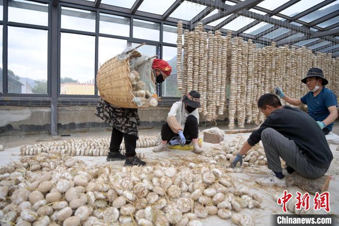 5月10日，甘肅省甘南藏族自治州迭部縣一青稞酒廠，工作人員用青稞面和青稞草等制成的曲坯用繩子串起來，方便掛起來曬干。九美旦增　攝