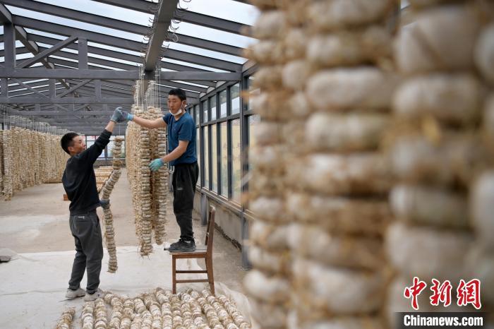 圖為5月10日，工作人員將用青稞面和青稞草等制成的曲坯用繩子串起來晾曬。九美旦增　攝