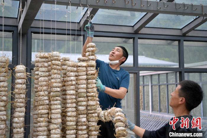 圖為5月10日，工作人員將用青稞面和青稞草等制成的曲坯用繩子串起來晾曬。九美旦增　攝