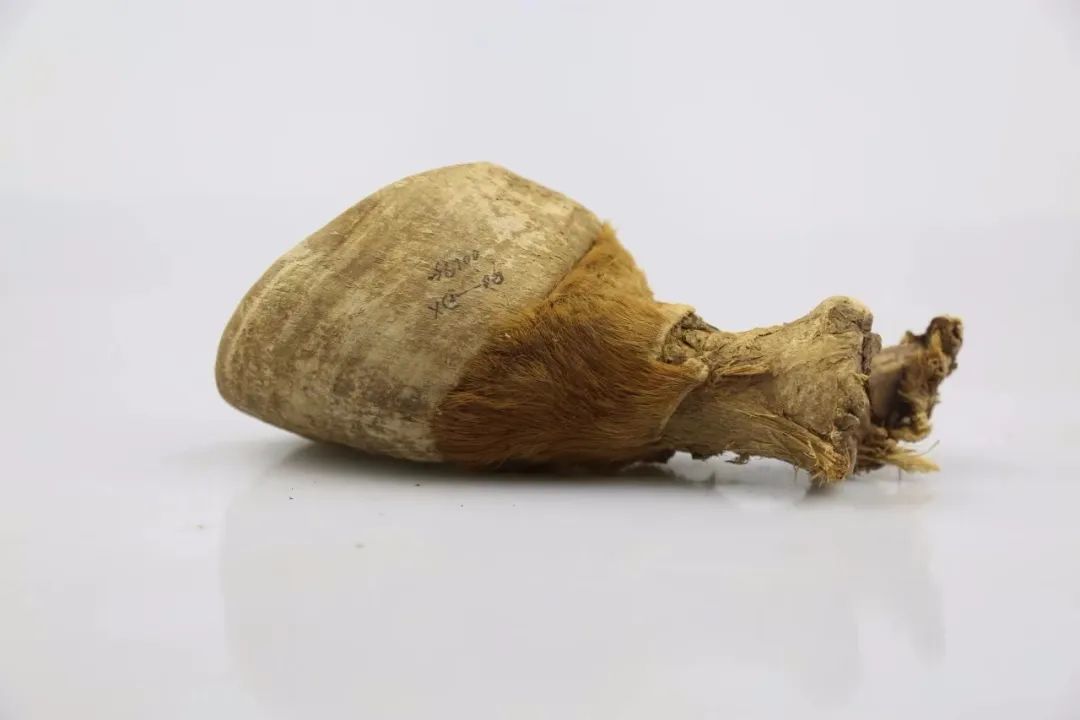 懸泉置出土馬蹄(圖源甘肅簡(jiǎn)牘博物館)