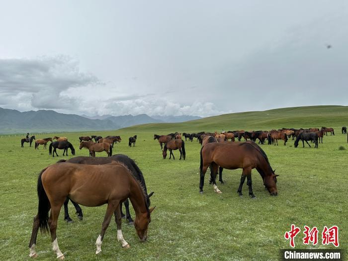 7月中旬，在山丹馬場草原上吃草的“山丹馬”?！〈魑牟?攝