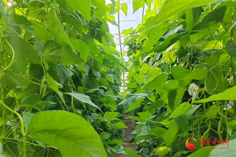 高臺：冬日大棚綠意濃“蔬”寫增收好“錢”景